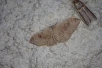 Idaea degeneraria