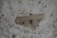 Idaea dimidiata