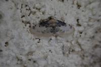 Idaea filicata