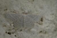Idaea subsericeata