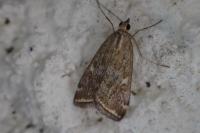 Loxostege sticticalis