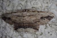 Menophra abruptaria