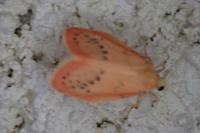 Miltochrista miniata