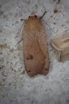 Noctua pronuba