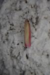 Oncocera semirubella