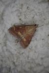 Ostrinia nubilalis