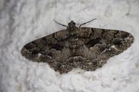 Peribatodes ilicaria