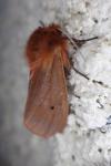 Phragmatobia fuliginosa