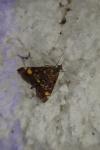 Pyrausta aurata