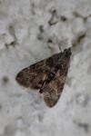 Pyrausta despicata