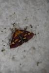 Pyrausta purpuralis