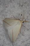Rhodometra sacraria