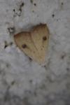 Rivula sericealis