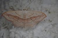 Scopula imitaria