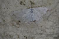 Scopula ornata
