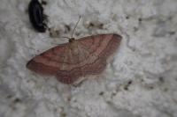 Scopula rubiginata