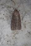 Spodoptera exigua