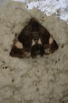 Tyta luctuosa