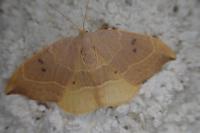 Watsonalla binaria