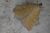 Sitochroa verticalis