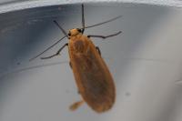 Wittia sororcula