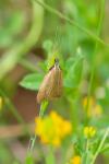 Dichomeris limosella