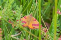 Lythria cruentaria
