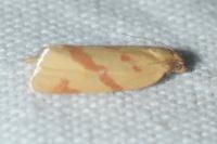 Clepsis pallidana