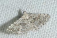 Alucita zonodactyla