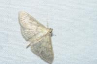 Patania ruralis