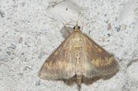 Ostrinia nubilalis
