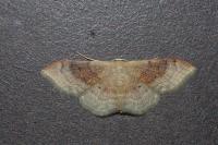 Idaea degeneraria