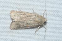 Spodoptera exigua