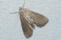 Parapoynx stratiotata