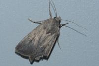 Agrotis segetum
