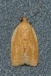 Clepsis consimilana