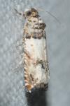 Epinotia thapsiana