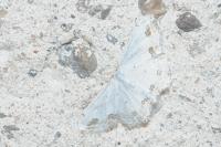 Scopula ornata
