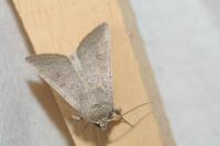 Hoplodrina ambigua