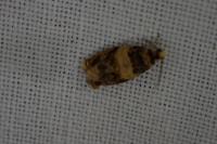 Celypha aurofasciana