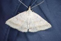 Zanclognatha lunalis