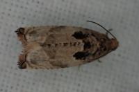 Gypsonoma imparana/minutana