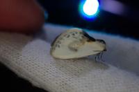 Cilix glaucata