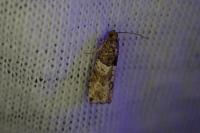 Gypsonoma aceriana