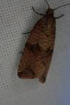 Celypha striana