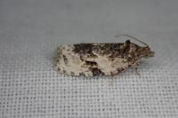 Apotomis lineana