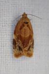 Ditula angustiorana
