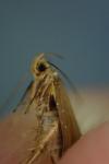 Crassa unitella