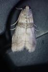 Sciota rhenella