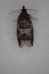 Ancylis achatana